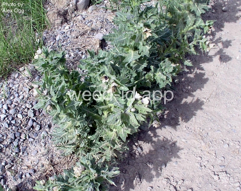 henbane, black